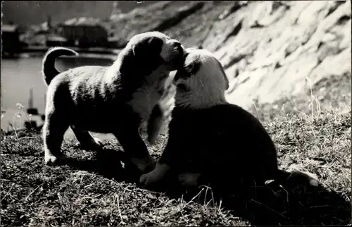 Ak Jeunes chiens du St. Bernard, Bernhardiner, Welpen