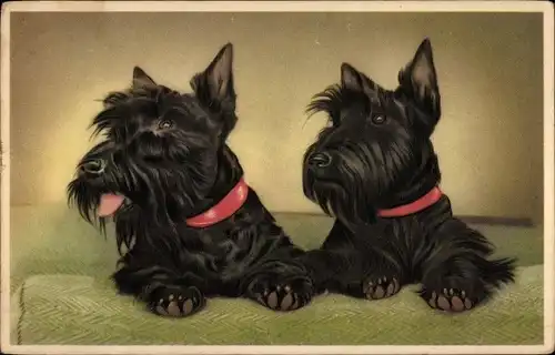 Ak Zwei schwarze Terrier mit Halsbändern