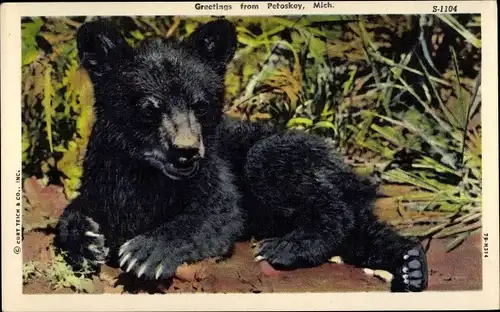 Ak Petoskey Michigan USA, Kleiner schwarzer Bär