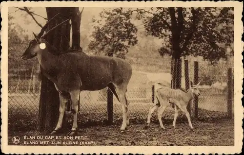 Ak Elan du Cap et son Petit, Elen Antilopen