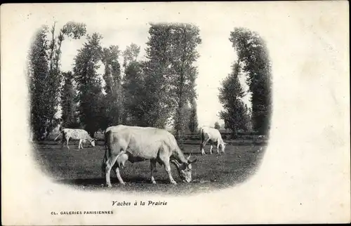 Ak Vaches a la Prairie, Rinder auf der Weide