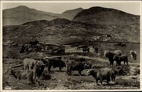 Ak Schottland, In the Scottish Highlands, Rinder