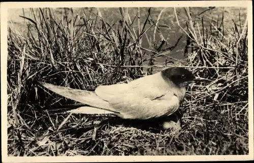 Ak Texel Nordholland Niederlande, Trauerseeschwalbe, Advohirundo Nigra