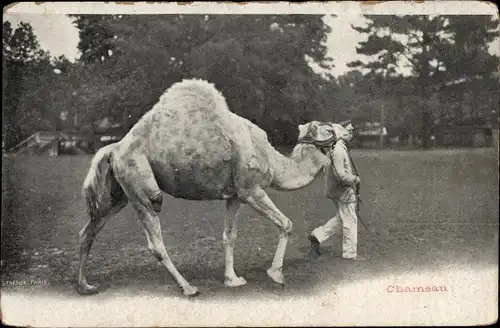 Ak Kamel mit Tierpfleger, Chameau