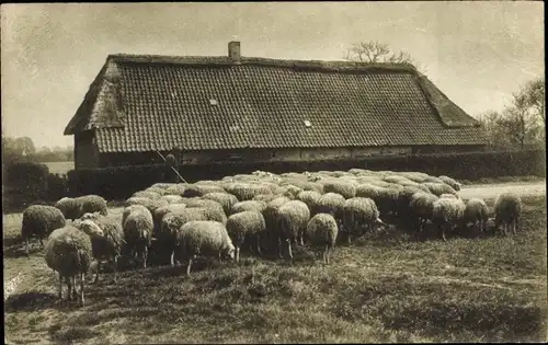 Ak Schafherde vor einem Bauernhaus