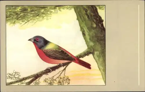 Künstler Ak Papstfink, Passerina ciris, Vogel