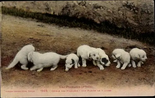 Ak Les Pyrénées, Chiens des Pyrénées, une partée de 8 Jours, Hundewelpen
