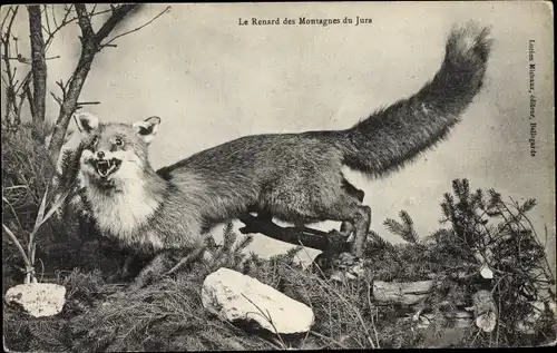 Ak Le Renard des Montagnes du Jura, Fuchs