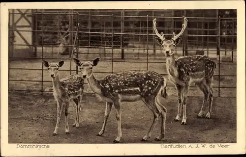 Ak Dammhirsche im Gehege, Tierstudien A. J. W. de Veer, Damhirsch