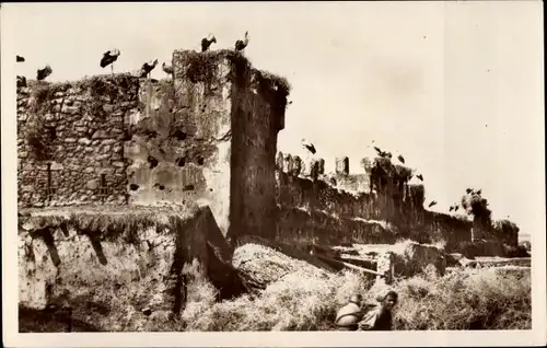 Ak Scenes et Types, Cigognes sur de vieux murs, Störche