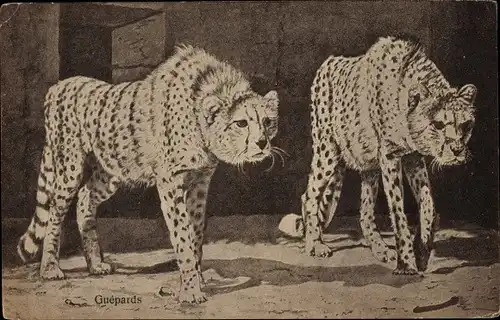 Ak Guepards, zwei Geparden