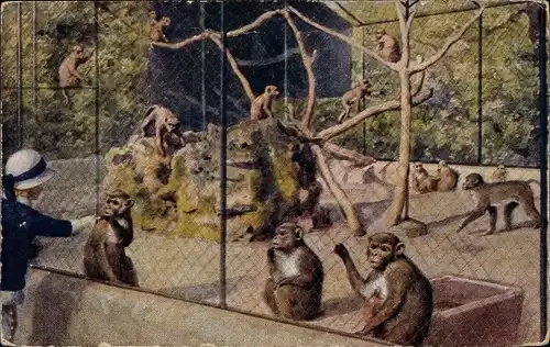 Ak Monkeys at the Zoological Gardens, Affen im Zoo