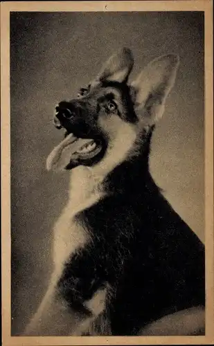 Ak Hundeportrait, Schäferhund mit heraushängender Zunge