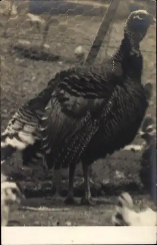Foto Ak Tierportrait, Truthahn, Pute