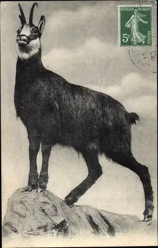 Ak Gämse auf einem Felsen