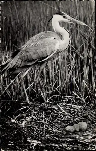 Ak Reiher mit Eiern im Nest