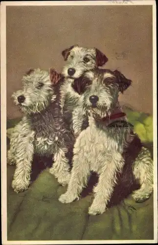 Ak Drei Hunde, Terrier, Hundeportrait