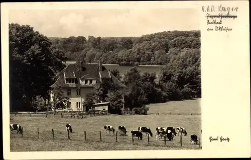 Ak Sielbeck Eutin in Ostholstein, Jugendherberge am Ukleisee, Grasende Rinder