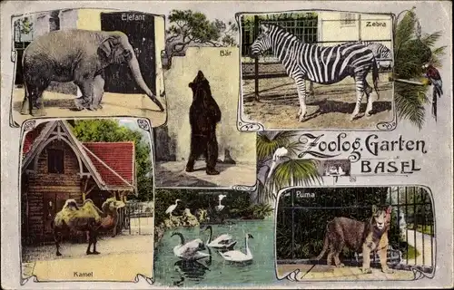 Ak Bâle Basel Stadt Schweiz, Zoologischer Garten, Zebra, Elefant, Bär, Kamel, Puma