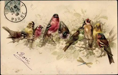 Ak Vögel und Libellen, Singvögel, Finken