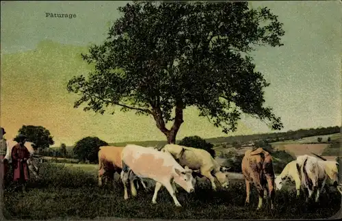 Ak Paturage, Rinder auf der Weide