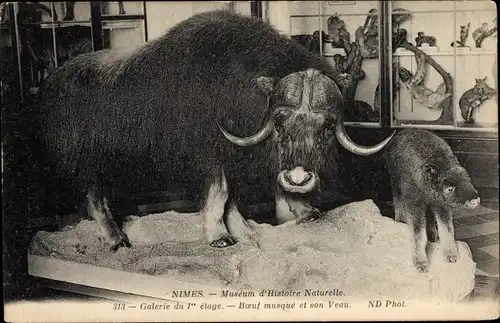 Ak Nîmes Gard, Museum d'Histoire Naturelle, Boeuf musque et son Veau, Moschusochse