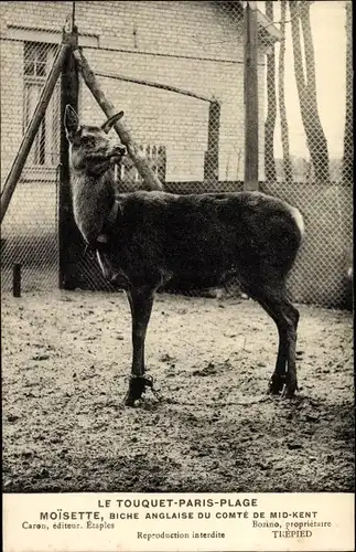 Ak Le Touquet Paris Plage Pas de Calais, Moisette, Damhirschkuh, Biche Anglaise du comté de Mid Kent