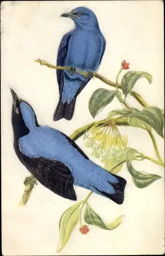 Künstler Ak Oiseaux Bleus des Fees, Elfenblauvogel, Irena puella