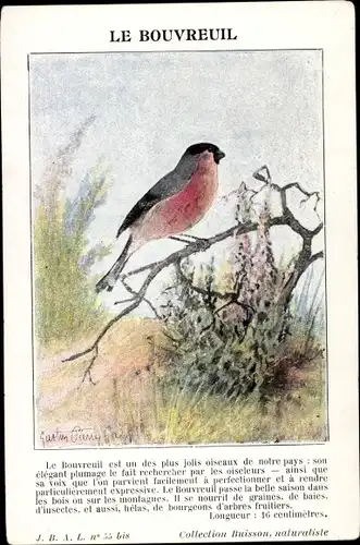 Künstler Ak Le Bouvreuil, Gimpel, Blutfink, Pyrrhula pyrrhula, Vogel