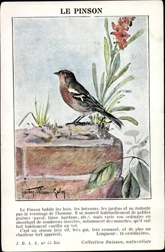 Künstler Ak Le Pinson, Buchfink, Fringilla coelebs, Vogel