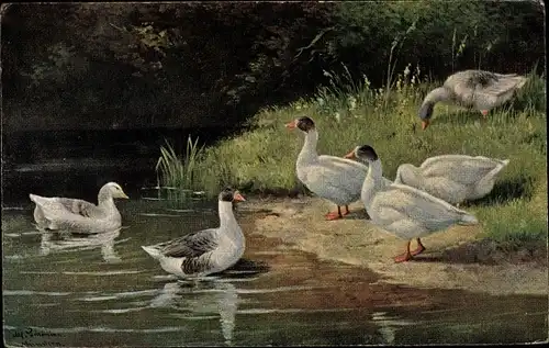 Künstler Ak Schönian, Alfred, Gänse am Ufer und im Wasser