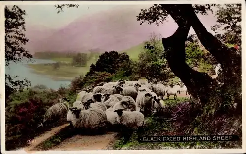 Ak Black faced highland sheep, Schafherde