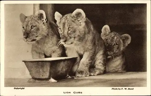 Ak Lion cubs, junge Löwen mit Fressnapf