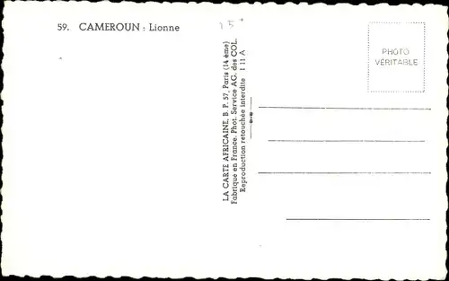 Ak Kamerun, Lionne, Löwin auf einer Wiese