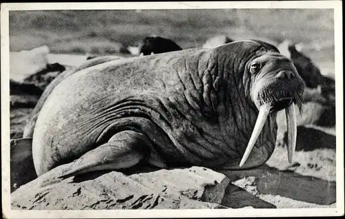 Ak Vieux morse, an old walrus, Walross