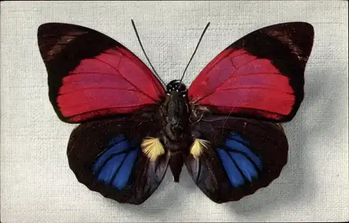 Ak Schmetterling Agrias Sardanpalus