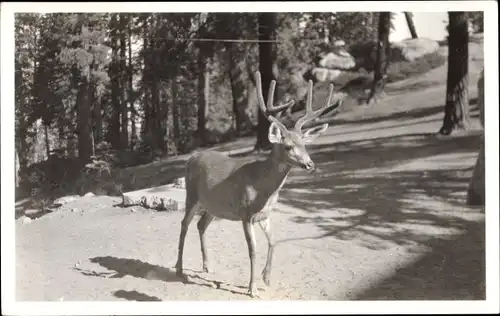 Foto Ak Hirsch im Wald, Reh, Geweih