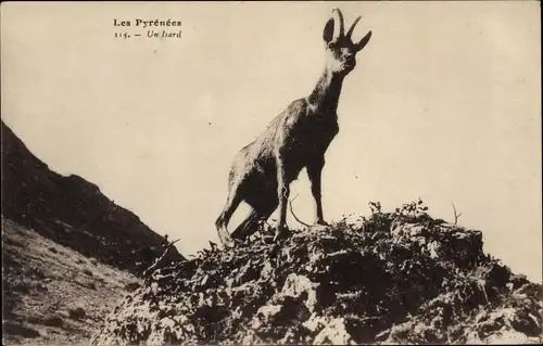 Ak Les Pyrenees, un Isard, Gämse im Gebirge