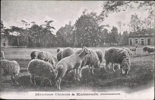Ak Moutons Chinois et Kalamouck, Schafherde