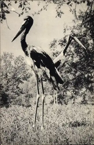 Ak Museum National d'Histoire Naturelle, Parc Zoologique Paris, Jabirus d'Afrique, Jabiru