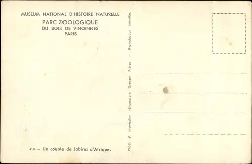 Ak Museum National d'Histoire Naturelle, Parc Zoologique Paris, Jabirus d'Afrique, Jabiru