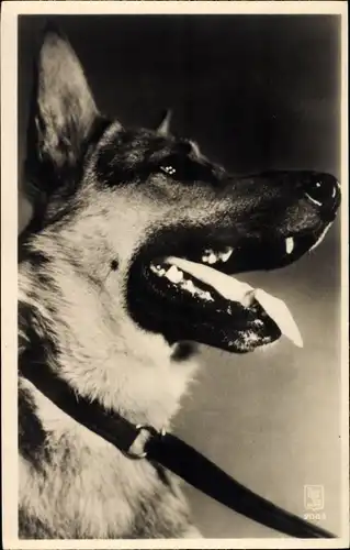 Ak Schäferhund mit Halsband, Hundeportrait