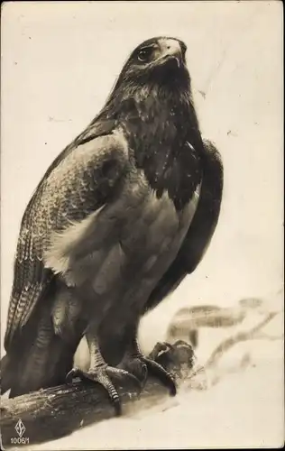 Ak Adler, Tierportrait, Greifvogel