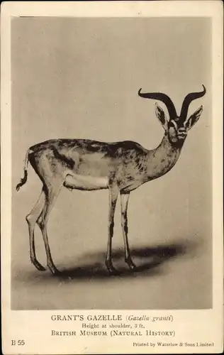 Ak Grant's Gazelle, gazella granti, British Museum