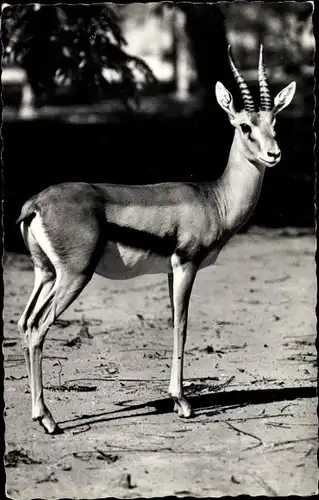 Ak Faune Africaine, Gazelle, Dorkasgazelle