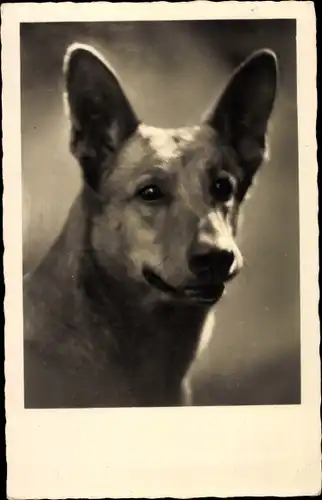 Ak Hundeportrait, Schäferhund