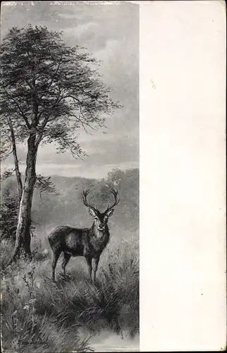 Künstler Ak Landschaft mit Hirsch