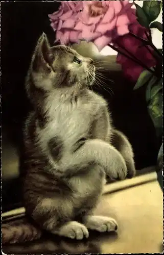 Ak Kleine Katze macht Männchen, Rosen