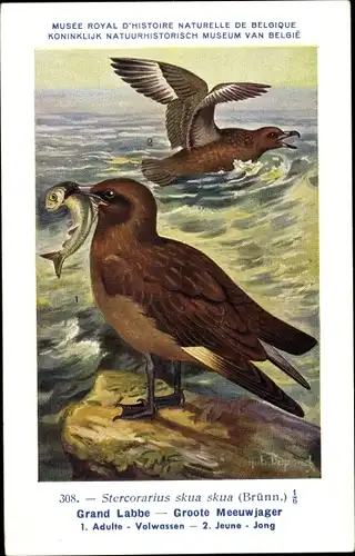 Künstler Ak Dupond, Hub., Grand Labbe, Große Raubmöwe, Stercorarius skua skua, Nr 308