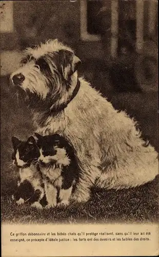 Ak Hund mit zwei kleinen Katzen, Terrier